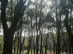 -同里国家湿地公园