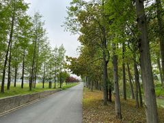 -上海长兴岛郊野公园