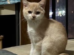-柚子猫舍·精品猫舍购猫·猫咪认养·购宠·宠物店