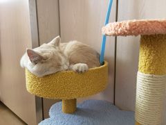 -猫大福·Fortune Cat猫舍(百子湾店)