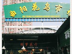 -曲阳花鸟市场(曲阳路店)