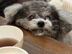 -帕帕拉兹宠物(亚洲旗舰店)