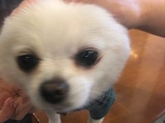 鲜肉生煎-有家生煎(三里屯店)