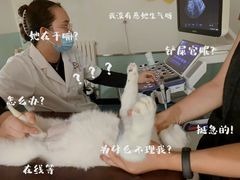 -特一安24小时宠物医院·骨科·中兽医