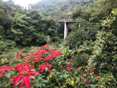 -西双版纳原始森林公园