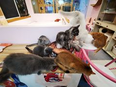 -囡的喵喵酱·萌宠生活馆·宠物洗护美容(胶州路店)