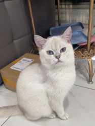 -镁连社·美联社