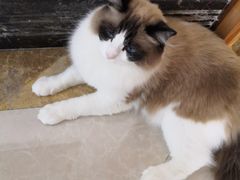 -Catmate·猫肥家润(金润铂宫店)