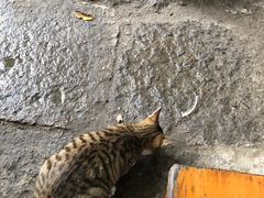 -小河无名面馆