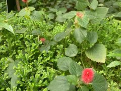 -深圳仙湖植物园