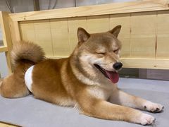 -南京Hallo宠物乐园·哈罗犬舍·柴犬繁育基地