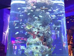 -芜湖新华联大白鲸海洋公园