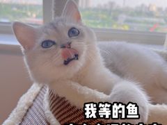 -猫大福·Fortune Cat猫舍(百子湾店)