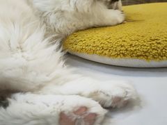 -COLOR PETS 撸猫馆·购猫·猫咖(长风大悦城店)