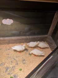 -造物庄园 萌宠纪(苏州湾歌林公园店)