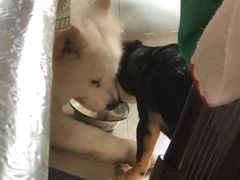 -申普宠物医院·眼科·心内科·影像科(普陀分院)