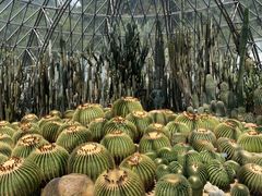 -深圳仙湖植物园