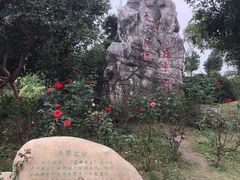 -鹅湖玫瑰文化园