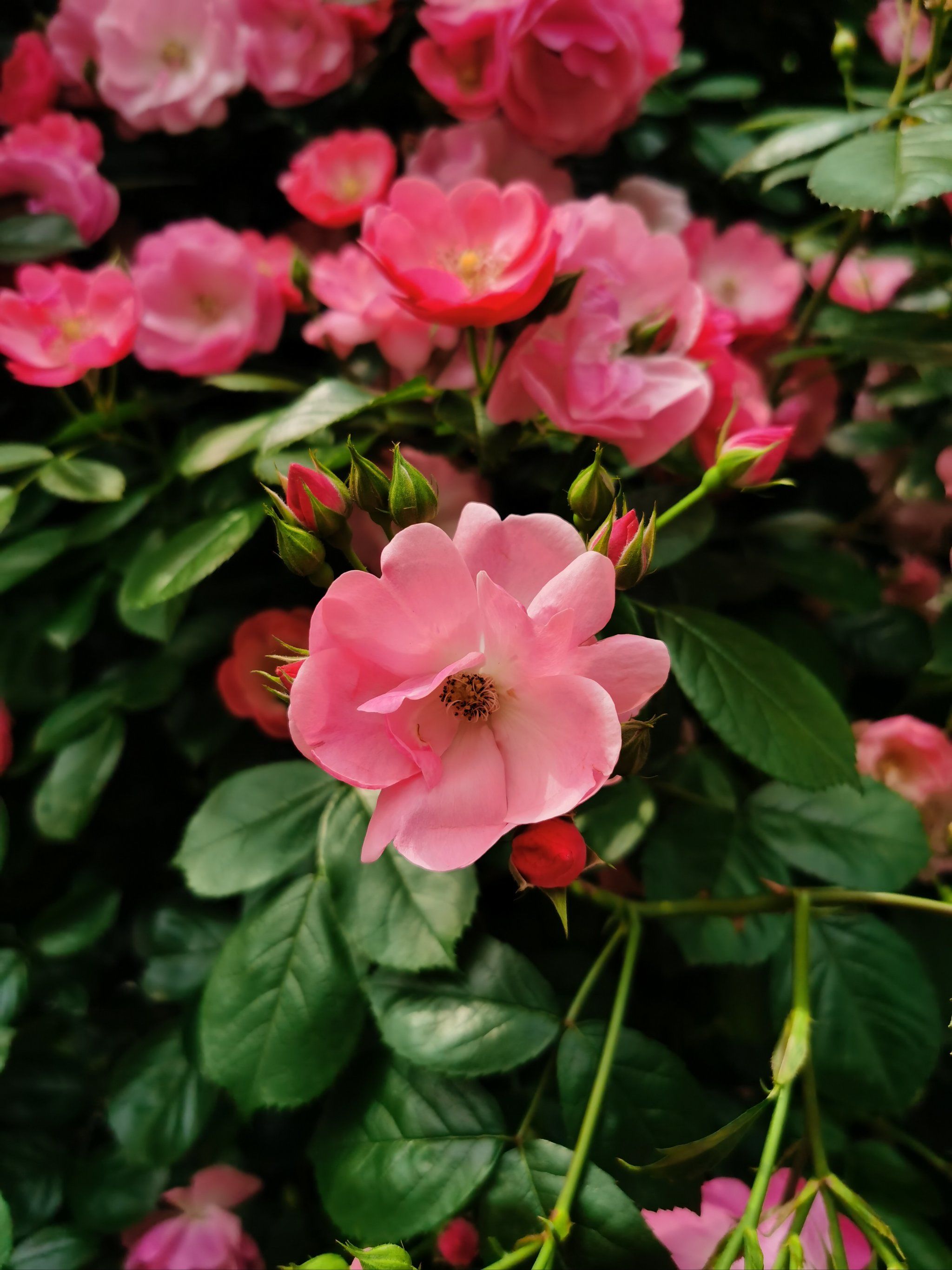 月季花展
