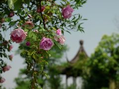 -鹅湖玫瑰文化园