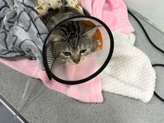 -达爱动物医院·犬猫分区·CT·复杂眼科(远洋山水分院)
