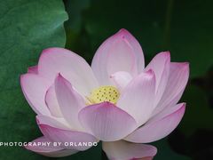 -四川大学(华西校区)