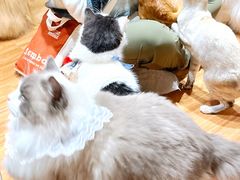 -MOCHA明星猫咖(田子坊店)