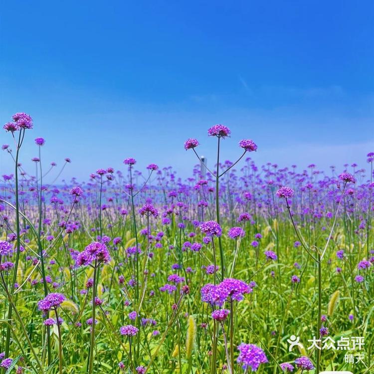 泉州花海