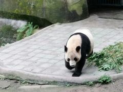 -重庆动物园·东二门售票处