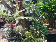-Fern Forest Cafe