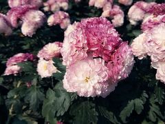 -上海鲜花港