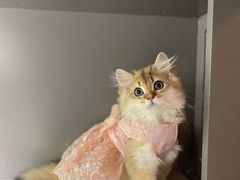 -猫大福·Fortune Cat猫舍(百子湾店)