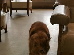 -藏猫猫咖啡主题馆(中央大道店)