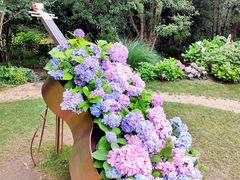 -上海共青森林公园