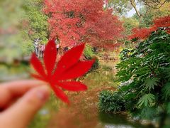 -秋霞圃