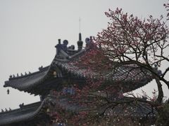 -梅花山(明孝陵内)