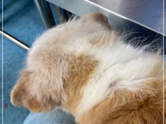 -北京赛佳动物医院