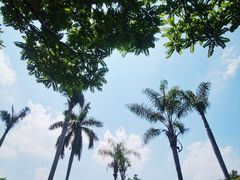 -番禺大夫山森林公园