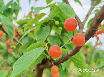重庆周边游｜30块钱入园费，樱桃草莓随便吃