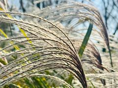 -羊亭河湿地公园