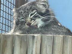 -青藏高原野生动物园