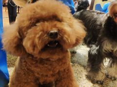 -more than meow吴止猫主题餐厅(承德 中船汇店)