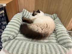 -MOCHA明星猫咖(田子坊店)