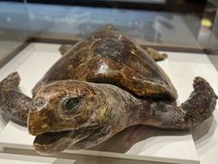 -青岛贝壳博物馆