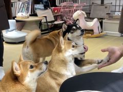 -逗柴咖啡屋·狗咖猫咖宠物桌游