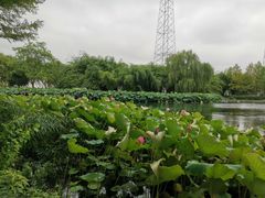 -金银湖国家城市湿地公园