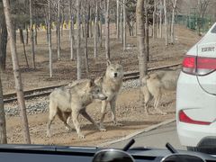 -秦皇岛野生动物园