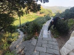 -十八棵（老龙井）御茶园(老龙井店)