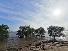 -宝安西湾红树林湿地公园