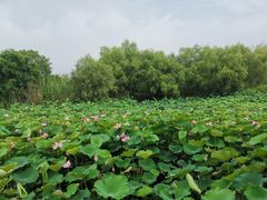-长兴太湖图影湿地文化园
